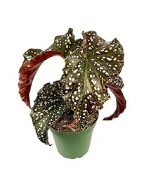 Begonia cracklin rosie for sale  Delivered anywhere in USA 