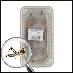 Livefoods4u medium locust for sale  Delivered anywhere in UK