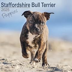 Staffordshire bull terrier for sale  Delivered anywhere in UK
