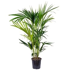 Bloomique howea forsteriana gebraucht kaufen  Wird an jeden Ort in Deutschland