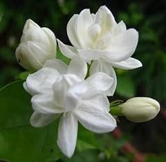 200 climbing jasmine for sale  Delivered anywhere in USA 
