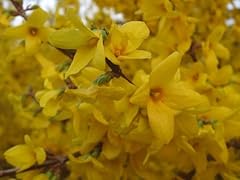 Forsythia intermedia lynwood for sale  Delivered anywhere in Ireland