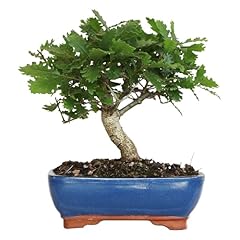 Kentis bonsai quercus usato  Spedito ovunque in Italia 