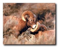 Big horn sheep for sale  Delivered anywhere in USA 