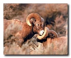 Big horn sheep for sale  Delivered anywhere in USA 