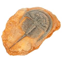 Healvian insektenfossilien wis gebraucht kaufen  Wird an jeden Ort in Deutschland