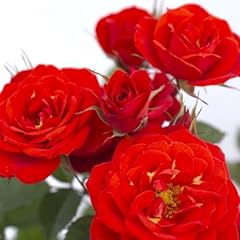 Set red sunrosa for sale  Delivered anywhere in USA 