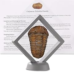 Calymene trilobite fossil for sale  Delivered anywhere in USA 