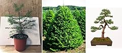 Douglas fir tree for sale  Delivered anywhere in UK