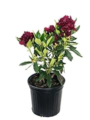 Rhododendron dark lord for sale  Delivered anywhere in USA 