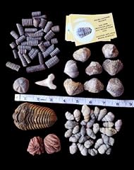 Types different fossils. for sale  Delivered anywhere in USA 