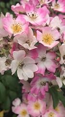 Ballerina hybrid musk for sale  Delivered anywhere in UK