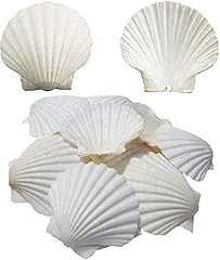 Seajiayi 6pcs scallop for sale  Delivered anywhere in USA 