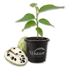 Custard apple tree for sale  Delivered anywhere in USA 