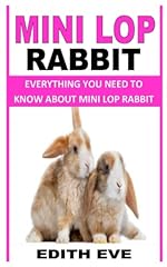 Mini lop rabbit for sale  Delivered anywhere in USA 