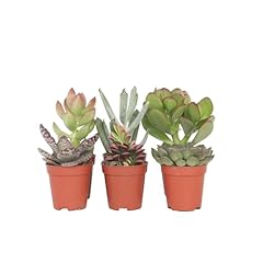Plant box mini d'occasion  Livré partout en France