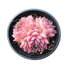 Echeveria desert rose for sale  Delivered anywhere in USA 