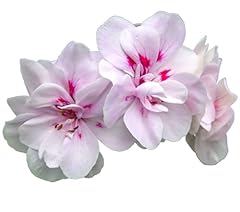 Geranium plants blushing for sale  Delivered anywhere in UK