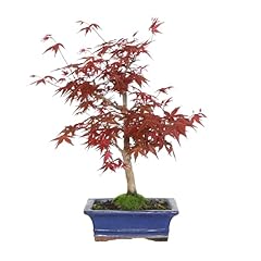 Kentis bonsai acero usato  Spedito ovunque in Italia 