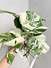 Monstera albo leaf for sale  Delivered anywhere in USA 
