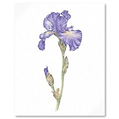 Blue purple iris for sale  Delivered anywhere in UK