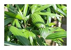 Pcs 10x rhapis d'occasion  Livré partout en France