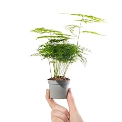 Baby asparagus fern for sale  Delivered anywhere in UK