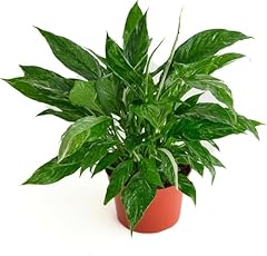Shop succulents spathiphyllum for sale  Delivered anywhere in USA 