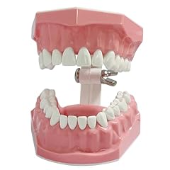 Dental model standard for sale  Delivered anywhere in USA 