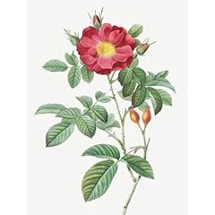 Artdirect red portland for sale  Delivered anywhere in USA 