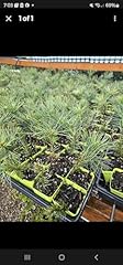 Live fir tree for sale  Delivered anywhere in USA 