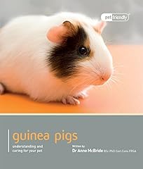 Guinea pig pet for sale  Delivered anywhere in UK