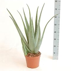 Xxl aloe vera gebraucht kaufen  Wird an jeden Ort in Deutschland