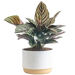 Costa farms calathea for sale  Delivered anywhere in USA 