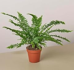 Jester crown fern for sale  Delivered anywhere in USA 