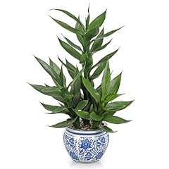Artificial potted plants for sale  Delivered anywhere in USA 