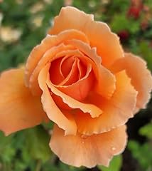 Joey apricot rose for sale  Delivered anywhere in USA 