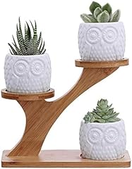 Kpuy owl succulent for sale  Delivered anywhere in UK
