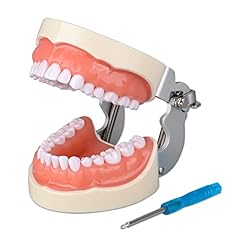 Ultrassist typodont teeth for sale  Delivered anywhere in USA 