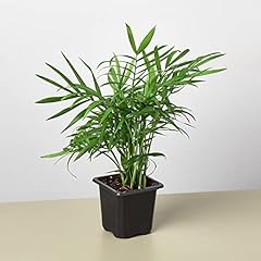 House plant shop for sale  Delivered anywhere in USA 