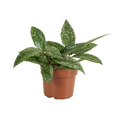 Bloomique hoya rangsan gebraucht kaufen  Wird an jeden Ort in Deutschland