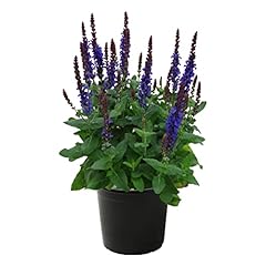 Live salvia blue for sale  Delivered anywhere in USA 