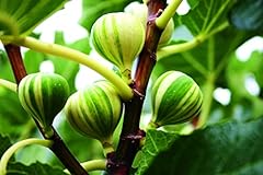 Fig tree panachee for sale  Delivered anywhere in Ireland