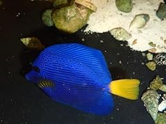 Purple tang live for sale  Delivered anywhere in USA 