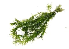 Lincolnshire pond plants for sale  Delivered anywhere in UK