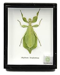 Taxibugs leaf insect for sale  Delivered anywhere in USA 