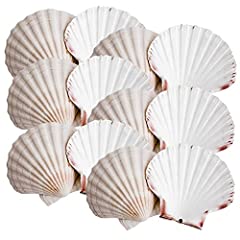 Avalon scallop shells for sale  Delivered anywhere in UK