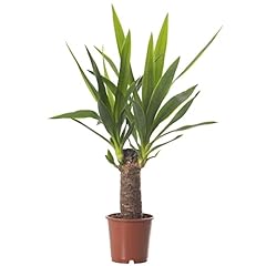 Yucca elephantipes large for sale  Delivered anywhere in UK
