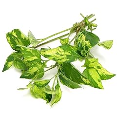 K2aqua hygrophila variegata for sale  Delivered anywhere in UK