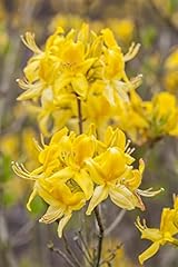 Rhododendron luteum gelber gebraucht kaufen  Wird an jeden Ort in Deutschland